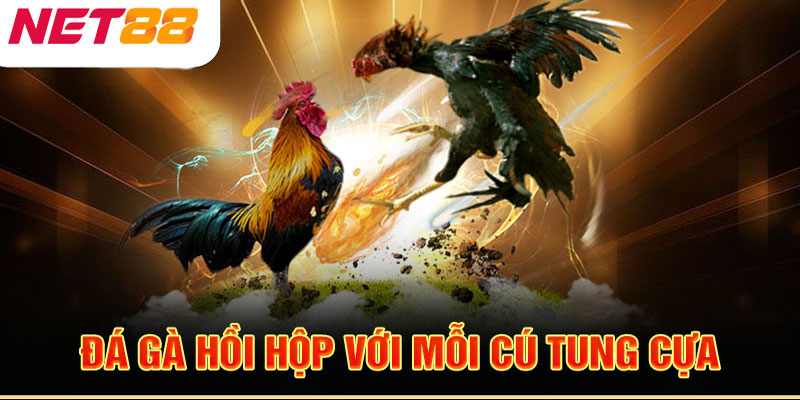 Trận đá gà đầy kịch tính với từng cú vung cựa